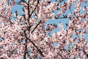 ballonvaart over de bloesems