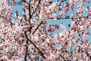 ballonvaart over de bloesems