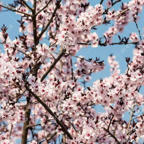 ballonvaart over de bloesems